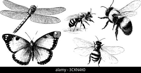 Vintage-Insekten-Illustrationen mit Libelle, Damselfly, Schmetterling und Bienen für die Natur. Stock Vektor