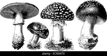 Detaillierte gravierte Illustration von Fliegenpilzen für botanische Bildung und Gestaltung. Stock Vektor