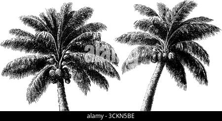 Palmengravur mit kräftigen schwarzen Linien für naturinspirierte Designs. Stock Vektor