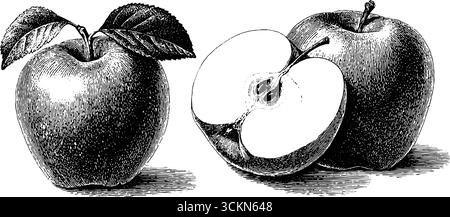 Vintage-Kollektion mit gravierten Äpfeln mit ganzen und gebissenen Äpfeln für kreative Designprojekte. Stock Vektor
