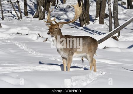 Ein männlicher Damhirsch im Winter. Stockfoto
