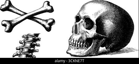 Gravierte Illustration menschlicher Schädel- und Kreuzknochen für medizinische und pädagogische Zwecke. Stock Vektor