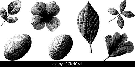 Gravierte botanische Illustrationen mit Blättern und Blumen für Design und Dekoration. Stock Vektor