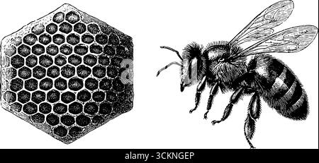 Detailgetreues Design mit Bienen- und Wabengravur für Natur- und Tierkunstprojekte. Stock Vektor