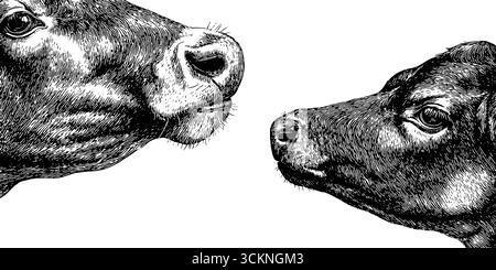 Gravierte Illustration von Kuhlecken Kalb - Bauerntierkunst für Design. Stock Vektor