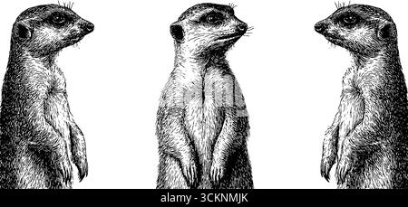 Gravur Erdmännchen Illustration Set - drei stehende Erdmännchen im Profil. Stock Vektor