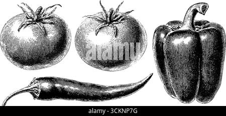 Vintage-Kollektion mit Tomaten und Paprika für kulinarische Kunst und Design. Stock Vektor