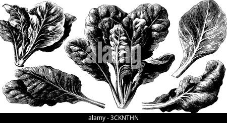 Vintage-Illustrationsset aus Spinatblättern mit Gravur für botanische Designs. Stock Vektor