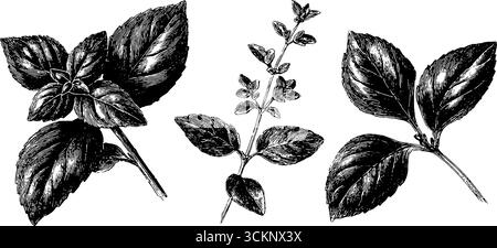 Aufwändig gravierte Illustrationen aus Basilikum- und Oreganoblättern für botanische Designs. Stock Vektor