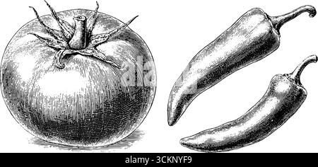 Gravierte botanische Illustration von Tomaten und Paprika für Vintage-Design. Stock Vektor