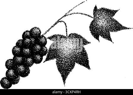 Sehr detaillierte Tusche Illustration von Trauben mit Blättern. Stock Vektor