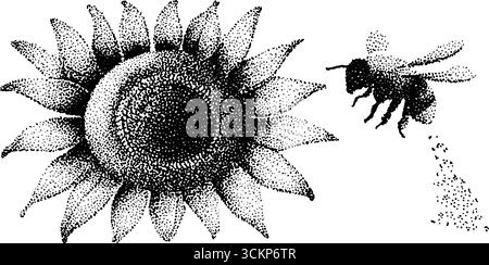 Hyper-detaillierte Tusche Illustration von Sonnenblume und Biene. Stock Vektor
