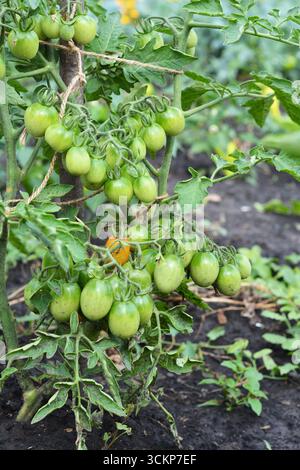 Anbau von Bio-Tomaten. Zweig unreifer Kirschtomaten. Tomaten, die auf den Zweigen wachsen - im Garten angebaut Stockfoto