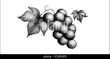 Sehr detaillierte Tusche Illustration von Trauben mit Blättern. Stock Vektor
