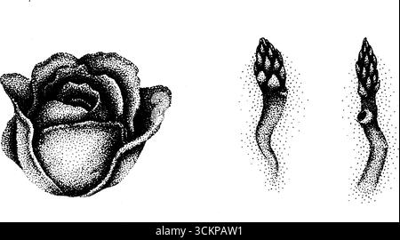 Sehr detaillierte Illustration von Rose- und Spargelknospen. Stock Vektor