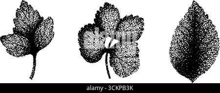 Hyper-detaillierte Tusche Illustration von Blättern für künstlerisches Design. Stock Vektor