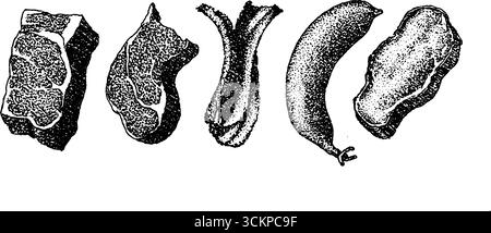 Sehr detaillierte Illustration von verschiedenen Lebensmitteln. Stock Vektor