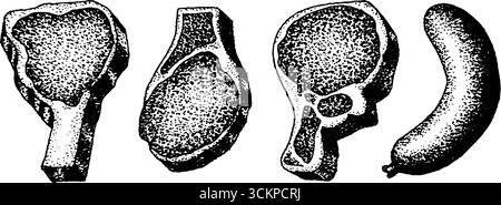 Hyper-detaillierte Tusche-Illustration verschiedener Fleischstücke. Stock Vektor