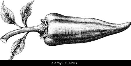 Orangen-Paprika-Tattoo-Design mit Kernen im Dotwork-Stil. Stock Vektor