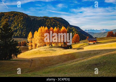Schöne gelbe Lärchen im Sonnenlicht. Ungewöhnliche und wunderschöne Szene. Lage Ort Dolomiti, Dorf Compaccio, Seiser Alm oder Seiser Alm, Provinz Bo Stockfoto