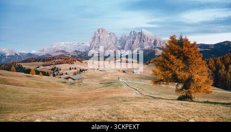 Schöne gelbe Weide im Sonnenlicht. Ungewöhnliche und wunderschöne Szene. Lage Ort Dolomiti, Dorf Compaccio, Seiser Alm oder Seiser Alm, Provinz Bo Stockfoto