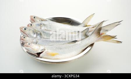 Gelber Croaker-Fisch, Ikan Ekor Kuning, serviert auf rostfreier Schüssel Stockfoto