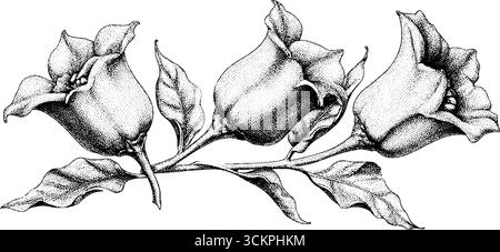 Tätowierungsdesign aus geschnittenem Orangenschoten mit Samen für einzigartige Kunst-Inspiration. Stock Vektor