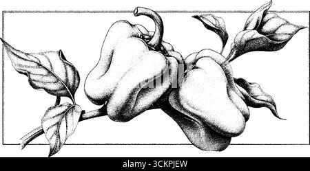 Tätowierungsdesign aus geschnittenem Orangenschoten mit Samen für künstlerische Inspiration. Stock Vektor