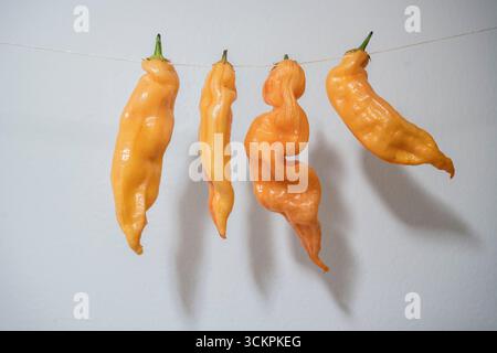 Gelbe Chilis, die an der weiß getünchten Wand trocknen, Stockfoto