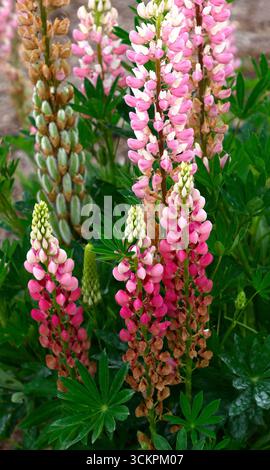 Nahaufnahme der rosafarbenen Blüten der harten krautigen Stauden im Spätherbst Frühjahrs Frühsommer blühenden Lupinus legendäre Rosenschattierungen. Stockfoto