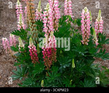 Nahaufnahme der rosafarbenen Blüten der harten krautigen Stauden im Spätherbst Frühjahrs Frühsommer blühenden Lupinus legendäre Rosenschattierungen. Stockfoto