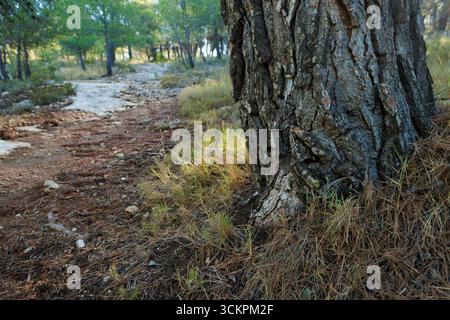 Hintergrund mit einem Kiefernstamm neben einem Waldweg, Alcoy, Spanien Stockfoto