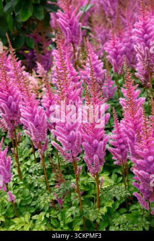 Nahaufnahme der lila roten Blüten der im Spätsommer blühenden mehrjährigen Gartenpflanze astilbe chinensis var. Taquetii Purpurlanze. Stockfoto