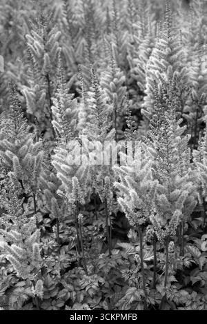 Nahaufnahme Schwarzweißbild der Blumen der im Spätsommer blühenden mehrjährigen Gartenpflanze astilbe chinensis var. Taquetii Purpurlanze. Stockfoto