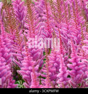 Nahaufnahme der lila roten Blüten der im Spätsommer blühenden mehrjährigen Gartenpflanze astilbe chinensis var. Taquetii Purpurlanze. Stockfoto