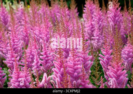 Nahaufnahme der lila roten Blüten der im Spätsommer blühenden mehrjährigen Gartenpflanze astilbe chinensis var. Taquetii Purpurlanze. Stockfoto
