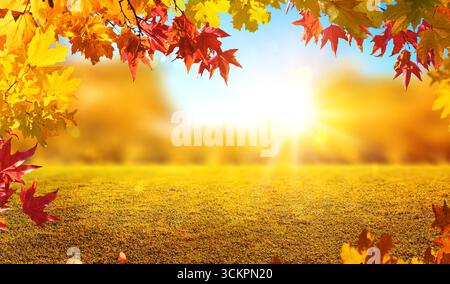 Orange Herbstblätter im Wald, natürliche Herbstfelder mit verwaschenem Bokeh und Sonnenstrahlen Stockfoto