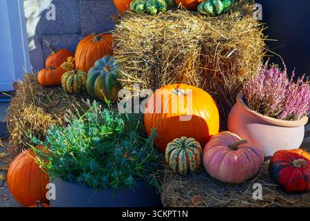 Auswahl an Kürbissen vor rustikaler Kulisse. Kürbisse und Kürbisse sind draußen auf Strohballen angeordnet. Topfpflanzen und Herbst Stockfoto