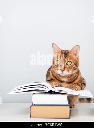 Die bengalische Katze sitzt auf einem Tisch in der Nähe eines offenen Buches und liegt auf einem Stapel anderer Bücher vor einer hellblauen Wand mit Platz für Text. Stockfoto