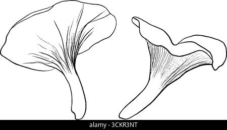 Botanische Stylenkunst-Illustration von Pilzkappen für Natur- und Designprojekte. Stock Vektor