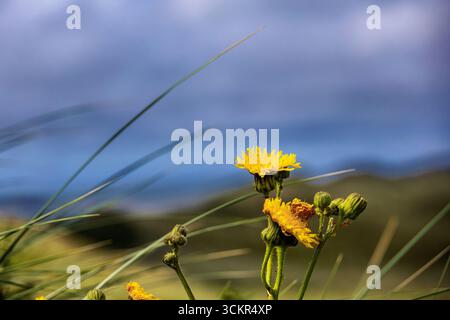 Blühende Löwenzahnblüten vor der Küste dänemarks Stockfoto