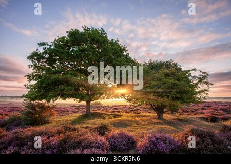 Wunderschöner Sonnenaufgang durch zwei Bäume in einer Landschaft aus wildem violettem Heidekraut. Norfolk Sonnenlicht im Morgengrauen mit rosa Wolken in einer malerischen ländlichen Umgebung Stockfoto