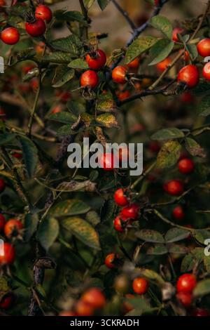 Nahaufnahme von roten Rosen-Hüftbeeren an einem Busch. Natürliche Wildfrüchte in der Herbstsaison Stockfoto
