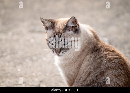 Eine Nahaufnahme einer siamesischen Mischkatze mit einem nachdenklichen Ausdruck, Feline Portrait Stockfoto