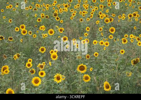 Eine Sonnenblumenernte, die auf einem Feld in West Sussex, England, wächst Stockfoto
