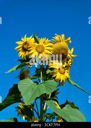 Sonnenblumen vor blauem Himmel. Stockfoto