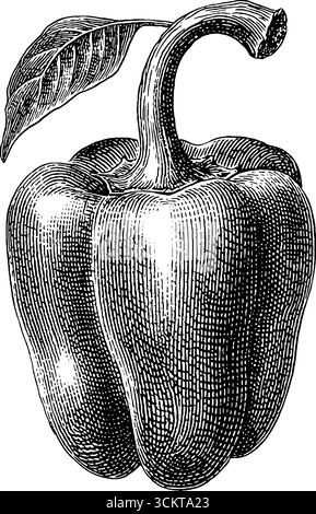 Pfefferglocke halb im Vintage-Stil für klassisches Design und Dekor. Stock Vektor