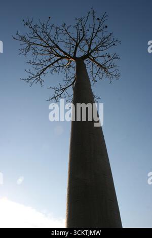 Baobab-Baum Silhouette bei Sonnenuntergang, die Avenue of the Baobabs, Madagaskar. Fotografiert im November. Stockfoto