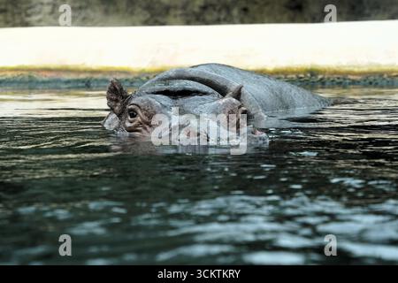 Frontale Nahaufnahme eines schwimmenden Nilpferdes (Nilpferde amphibius) mit seinem massiven Kopf, der im Wasser des Nils in Afrika lauert Stockfoto