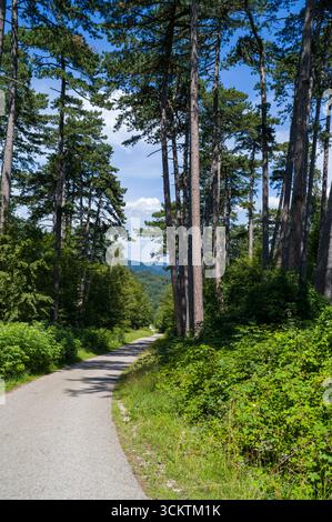 Eine asphaltierte Straße schlängelt sich durch einen dichten Wald von hohen Bäumen, die zu weit entfernten Hügeln unter teilweise bewölktem Himmel führt. Die Szene weckt ein Gefühl der Ruhe Stockfoto